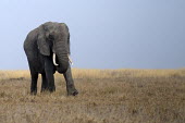 African elephant crossing the plain mastodon,mastodons,mammoth,mammoths,elephant,elephants,trunk,trunks,herbivores,herbivore,vertebrate,mammal,mammals,terrestrial,Africa,African,savanna,savannah,safari,African elephant,Loxodonta african