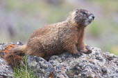 Yellow-bellied marmot on a rock Yellow-bellied marmot,Animalia,Chordata,Mammalia,Rodentia,Sciuridae,Marmota flaviventris,close up,rodent,rock chuck,ground squirrel,teeth,furry,fur,marmot,marmots