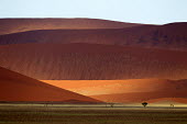Multi-coloured sand dunes in the Namib Naukluft National Park landscape,desert,deserts,colours,colors,colourful,colorful,multicoloured,multicolored,red,orange,yellow,Namib,dunes,sand,sand dunes,arid,dry,hot,warm,Naukluft mountains,Namibia,Africa,African