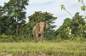 A lone Asian elephant in the Mechi forest, West Bengal elephant,elephants,trunk,trunks,herbivores,herbivore,vertebrate,mammal,mammals,terrestrial,forest,forests,tusks,tusk,tusker,Asian elephant,Elephas maximus,Mammalia,Mammals,Elephants,Elephantidae,Chord