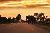 An elephant crossing a highway at dusk, West Bengal elephant,elephants,trunk,trunks,herbivores,herbivore,vertebrate,mammal,mammals,terrestrial,dusk,sky,sunset,lighting,orange,silhouette,road,migratory,path,conflict,humans,people,development,Asian eleph