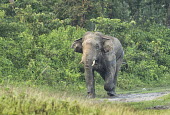 An Asian elephant charging out of a forest reserve in West Bengal elephant,elephants,trunk,trunks,herbivores,herbivore,vertebrate,mammal,mammals,terrestrial,running,run,charge,charging,path,road,forest,Asian elephant,Elephas maximus,Mammalia,Mammals,Elephants,Elepha