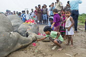 Children shows their respect to elephants who died from electrocution elephant,elephants,trunk,trunks,herbivores,herbivore,vertebrate,mammal,mammals,terrestrial,dead,death,sad,conflict,humans,people,human impact,children,child,funeral,Asian elephant,Elephas maximus,Mamm