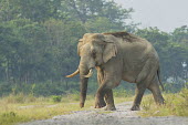 A lone Asian elephant in the Baikunthapur forest, West Bengal elephant,elephants,trunk,trunks,herbivores,herbivore,vertebrate,mammal,mammals,terrestrial,forest,forests,tusks,tusk,walking,locomotion,Asian elephant,Elephas maximus,Mammalia,Mammals,Elephants,Elepha