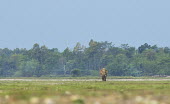 A lone Asian elephant crossing a dried out river bed, West Bengal elephant,elephants,trunk,trunks,herbivores,herbivore,vertebrate,mammal,mammals,terrestrial,march,forest,migratory,migration,tusk,tusker,Asian elephant,Elephas maximus,Mammalia,Mammals,Elephants,Elepha