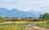 Elephant herd in the Mechi forest, West Bengal elephant,elephants,trunk,trunks,herbivores,herbivore,vertebrate,mammal,mammals,terrestrial,herd,family,unit,march,forest,migratory,migration,landscape,scenery,scenic,Asian elephant,Elephas maximus,Mam