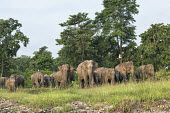 Elephant herd in the Mechi forest, West Bengal elephant,elephants,trunk,trunks,herbivores,herbivore,vertebrate,mammal,mammals,terrestrial,herd,family,unit,march,forest,migratory,migration,Asian elephant,Elephas maximus,Mammalia,Mammals,Elephants,E