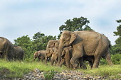 Elephant herd in the Kolabari forest elephant,elephants,trunk,trunks,herbivores,herbivore,vertebrate,mammal,mammals,terrestrial,herd,family,unit,march,forest,migratory,migration,Asian elephant,Elephas maximus,Mammalia,Mammals,Elephants,E