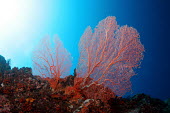 Red gorgonian sea fans Animalia,Cnidaria,Anthozoa,Octocorallia,Alcyonacea,coral,corals,coral reef,reef,invertebrate,invertebrates,marine invertebrate,marine invertebrates,marine,marine life,sea,sea life,ocean,oceans,water,u