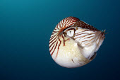Nautilus Animalia,Mollusca,Cephalopoda,Nautilida,Nautilidae,Nautilus,Nautilus belauensis,Palau nautilus,mollusc,water,underwater,aquatic,marine,marine life,sea,sea life,ocean,oceans,sea creature,close up,blue