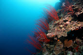 Red whip coral coral,corals,coral reef,reef,invertebrate,invertebrates,marine invertebrate,marine invertebrates,marine,marine life,sea,sea life,ocean,oceans,water,underwater,aquatic,sea creature,red,whip coral,red w