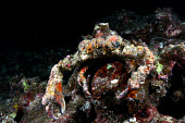 Decorator crab covered in algae Klaus M. Stiefel crab,crabs,crustacean,crustaceans,exoskeleton,claw,claws,reef,reef life,Animalia,Arthropoda,Crustacea,Decapodea,Majoidea,marine,marine life,sea,sea life,ocean,oceans,water,underwater,aquatic,sea creature,camouflage,camouflaged,disguise,colourful,colorful,close up,decorator crab,Decorator crab
