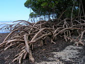 Mangrove roots shallows,ecosystem,environment,habitat,nursery,tropical,coastal,coast,plant,plants,plantlife,plantae,flora,marine,mangrove,mangroves,prop roots,roots,shallow sea,shallow seas,Mangrove