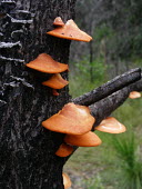 Fungi growing up a tree fungus,fungi,funguses,eukaryotic,mushrooms,mushroom,orange,tree,tree fungus,bark,plate,plates,Fungi