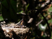A juvenile hummingbird sitting in its nest Animalia,Chordata,Aves,Caprimulgiformes,Trochilidae,hummingbird,hummingbirds,tropical,bird,birds,chick,young,hatchling,nest,nesting,close up