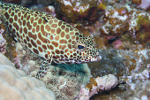 A honeycomb grouper resting on coral Animalia,Chordata,Actinopterygii,Perciformes,Serranidae,Epinephelidae,Epinephelus merra,Honeycomb Grouper,Dwarf-spotted Grouper,Honeycomb Cod,Honeycomb Rock Cod,Wire-netted Reef cod,Wire-netting Cod,h