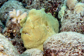 Commersons frogfish in coral camouflage,reef,coral reef,disguise,camouflaged,fish,vertebrates,water,underwater,aquatic,marine,marine life,sea,sea life,ocean,oceans,sea creature,close up,face,frog fish,frogfish,giant frogfish,comm