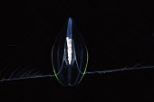 Plankton zooplankton,plankton,planktonic,tiny,small,microscopic,drifter,marine,marine life,sea,sea life,ocean,oceans,water,underwater,aquatic,sea creature,luminescent,black background