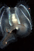 Plankton zooplankton,plankton,planktonic,tiny,small,microscopic,drifter,marine,marine life,sea,sea life,ocean,oceans,water,underwater,aquatic,sea creature,luminescent,black background