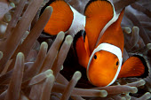 Clownfish n its anemone home clownfish,clown fish,orange,colourful,macro,close up,anemone,fish,anemone fish,marine,marine life,sea,sea life,ocean,oceans,water,underwater,aquatic,invertebrate,invertebrates,marine invertebrate,mari
