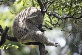 Koala asleep in a tree mammal,mammals,vertebrate,vertebrates,arboreal,Australia,Australian,marsupial,marsupials,endemic,koalas,sleeping,asleep,snooze,nap time,tree,canopy,cute,furry,shallow focus,Koala,Phascolarctos cinereu