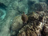 A green turtle swimming over a rocky patch of reef sea turtle,sea turtles,turtle,turtles,shell,reptile,reptiles,marine,marine life,sea,sea life,ocean,oceans,water,underwater,aquatic,sea creature,swimming,cruising,swim,carapace,reef,tropical,fish,butte