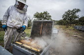 Beekeeping is low impact and has no effect on the lynx, which this land is used for bees,bee,honey bees,honeybee,honeybees,farming,hive,beehive,bee hive,bee keeping,honey,land use,farm,insect,insects,invertebrate,invertebrates,humans,people,agriculture,smoke,Honey bee,Apis mellifera,