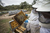 Beekeeping is low impact and has no effect on the lynx, which this land is used for bees,bee,honey bees,honeybee,honeybees,farming,hive,beehive,bee hive,bee keeping,honey,land use,farm,insect,insects,invertebrate,invertebrates,humans,people,agriculture