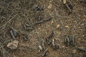 Lynx scat marks their territory scat,lynx,Iberian lynx,faeces,feces,poo,excrement,marking,territory