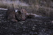 Iberian lynx resting after being released back into the wild wearing a radio-collar lynx,Iberian lynx,collared,release,project,catch and release,monitor,monitoring,conservation,cat,cats,feline,felidae,predator,carnivore,big cat,big cats,wild cat,Lynx pardinus,Mammalia,Mammals,Chordat