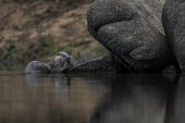 An otter eating its catch at the waters edge otter,otters,swimming,feeding,water,freshwater,fishing,eating,food,dinner,aquatic mammals,aquatic mammal,mammal,mammals,vertebrate,vertebrates,Common otter,Lutra lutra,Mammalia,Mammals,Weasels, Badger