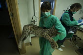 Head vet carrying a young Iberian lynx back to its cage to come round from its anaesthetic Luke Massey / www.lmasseyimages.com researcher,research,vet,vets,vet nary,conservation,lynx,Iberian lynx,humans,people,medical,care,health check,project,captive breeding,doctors,doctor,Lynx pardinus,Mammalia,Mammals,Chordates,Chordata,Carnivores,Carnivora,Felidae,Cats,Lynx d'Espagne,Lynx pardelle,Lince Ibrico,Animalia,Lynx,Broadleaved,pardinus,Scrub,Appendix I,Critically Endangered,Europe,Terrestrial,Carnivorous,IUCN Red List
