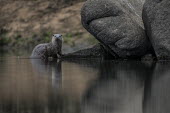 An otter at the waters edge otter,otters,water,freshwater,aquatic mammals,aquatic mammal,mammal,mammals,vertebrate,vertebrates,Common otter,Lutra lutra,Mammalia,Mammals,Weasels, Badgers and Otters,Mustelidae,Carnivores,Carnivora