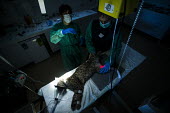 A lynx is prepared for an x-ray researcher,research,vet,vets,vet nary,conservation,lynx,Iberian lynx,humans,people,medical,care,health check,project,captive breeding,x-ray,doctors,doctor,Lynx pardinus,Mammalia,Mammals,Chordates,Chor