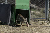 An Iberian lynx cub being released into its enclosure lynx,Iberian lynx,trapped,captured,collared,release,cage,project,catch and release,monitor,monitoring,conservation,cat,big cat,wild cat,cub,Lynx pardinus,Mammalia,Mammals,Chordates,Chordata,Carnivores
