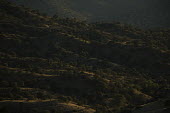 Holm oaks, rosemary and Pistachio sp. make up the majority of the vegetation in the Sierra de Andujar, Spain landscape,low light,hills,rolling hills,habitat,scenery,atmospheric,Holm oak,rosemary,pistachio,vegetation