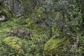 Lynx prowling through the Sierra de Andujar in winter cat,cats,feline,felidae,predator,carnivore,lynx,forest,woodland,big cat,big cats,wild cat,camouflage,camouflaged,Iberian lynx,Lynx pardinus,Mammalia,Mammals,Chordates,Chordata,Carnivores,Carnivora,Fel