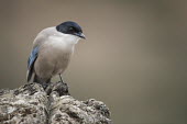 Azure winged magpie, only found in southern Spain Azure-winged magpie,Animalia,Chordata,Aves,Passeriformes,Corvidae,Cyanopica cyanus,magpie,magpies,bird,birds,black cap,shallow focus,negative space,close up,Asian Azure-winged Magpie