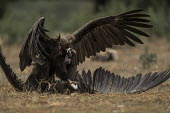 Cinereous vultures fighting over food vulture,vultures,scavenger,scavengers,carnivore,bird,birds,bald,talons,claws,fight,fighting,action,motion,in-flight,flight,flying,attack,argument,angry,defence,bully,conflict,aerial,rivalry,Cinereous