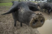 Iberian pig farming is Spain's largest land use Animalia,Chordata,Mammalia,Cetartiodactyla,Suidae,Sus scrofa domesticus,Sus domesticus,domestic pig,pig,farm animal,livestock,farming,pigs,Iberian pig,mud,muddy,dirt,face,snout,nose,Domestic pig