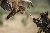 A griffon and a cinereous vulture fight over a carcass vulture,vultures,scavenger,scavengers,carnivore,bird,birds,bald,talons,claws,fight,fighting,action,motion,in-flight,flight,flying,attack,argument,angry,defence,bully,conflict,aerial,rivalry,griffon vu