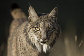 Portrait of an Iberian lynx cat,cats,feline,felidae,predator,carnivore,lynx,forest,woodland,big cat,big cats,wild cat,close up,face,portrait,low light,shallow focus,Iberian lynx,Lynx pardinus,Mammalia,Mammals,Chordates,Chordata,