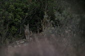 Iberian lynx sat on a rock cat,cats,feline,felidae,predator,carnivore,lynx,forest,woodland,big cat,big cats,wild cat,low light,shallow focus,Iberian lynx,Lynx pardinus,Mammalia,Mammals,Chordates,Chordata,Carnivores,Carnivora,Fe