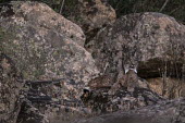 Iberian lynx resting on a rock cat,cats,feline,felidae,predator,carnivore,lynx,forest,woodland,big cat,big cats,wild cat,low light,shallow focus,resting,rock,relax,relaxing,rest,Iberian lynx,Lynx pardinus,Mammalia,Mammals,Chordates