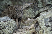 Lynx prowling through the Sierra de Andujar cat,cats,feline,felidae,predator,carnivore,lynx,forest,woodland,big cat,big cats,wild cat,low light,shallow focus,prowl,prowling,Iberian lynx,Lynx pardinus,Mammalia,Mammals,Chordates,Chordata,Carnivor