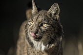 Portrait of an Iberian lynx cat,cats,feline,felidae,predator,carnivore,lynx,forest,woodland,big cat,big cats,wild cat,close up,face,portrait,low light,shallow focus,tongue,licking lips,Iberian lynx,Lynx pardinus,Mammalia,Mammals