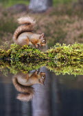 Red squirrel gathering nuts, reflected in water squirrel,reflection,moss,foraging,nuts,tail,bushy tail,arboreal,autumn,mammal,mammals,vertebrate,vertebrates,terrestrial,fur,furry,cute,shallow focus,UK species,Red squirrel,Sciurus vulgaris,Chordates