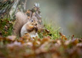 Red squirrel clutching a nut squirrel,arboreal,autumn,mammal,mammals,vertebrate,vertebrates,terrestrial,fur,furry,cute,shallow focus,close up,happy,smiling,smile,UK species,Red squirrel,Sciurus vulgaris,Chordates,Chordata,Squirre