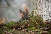Red squirrel gathering nuts around a tree squirrel,arboreal,autumn,foraging,tree,tail,bushy,mammal,mammals,vertebrate,vertebrates,terrestrial,fur,furry,cute,shallow focus,UK species,Red squirrel,Sciurus vulgaris,Chordates,Chordata,Squirrels,
