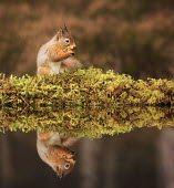 Red squirrel eating nuts, reflected in water squirrel,reflection,moss,foraging,nuts,tail,bushy tail,arboreal,autumn,mammal,mammals,vertebrate,vertebrates,terrestrial,fur,furry,cute,shallow focus,UK species,Red squirrel,Sciurus vulgaris,Chordates